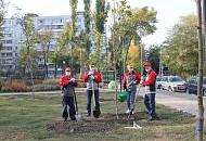 Новые деревья в городском парке от Ростсельмаш
